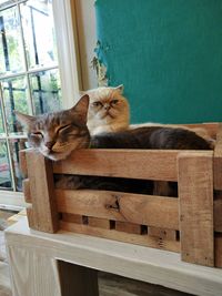 Cat resting on table