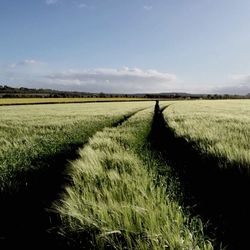 Scenic view of grassy field against sky