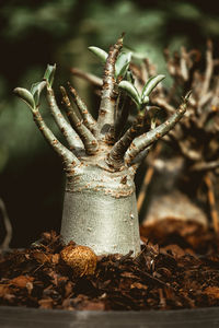 Close-up of plant