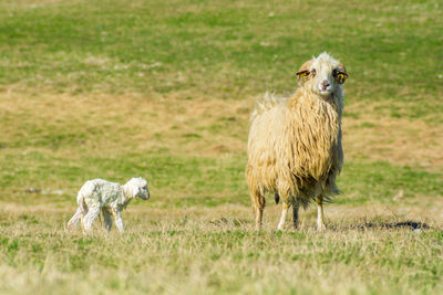 Sheep care newborn lamb. mother sheep and newborn lamb in meadow during spring. 