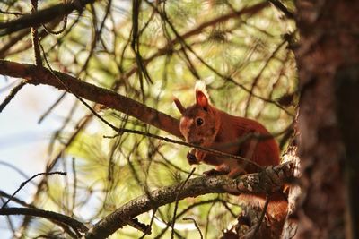 Low angle view of squirrel sitting on tree