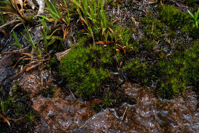 High angle view of wet plants on field