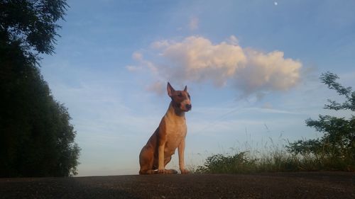 Portrait of horse against sky