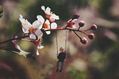 Close-up of cherry blossoms on tree