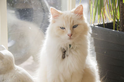 Close-up portrait of a cat