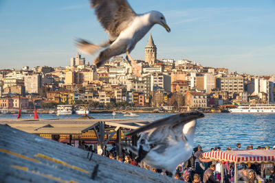 Seagull flying over buildings in city