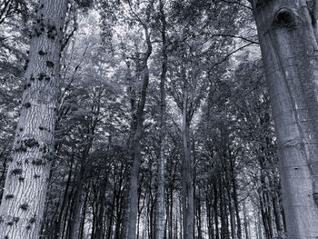 Low angle view of bamboo trees in forest