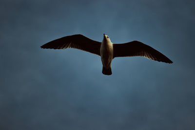 Low angle view of seagull flying