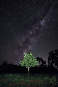 Trees on field against sky at night