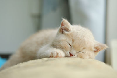 Close-up of a tiny sleepy british shorthair kitten with a cream coat  on a sunny day 