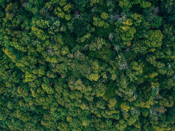 Full frame shot of plants
