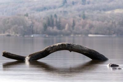 Swan on lake against sky