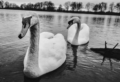 Close-up of swan swimming on lake