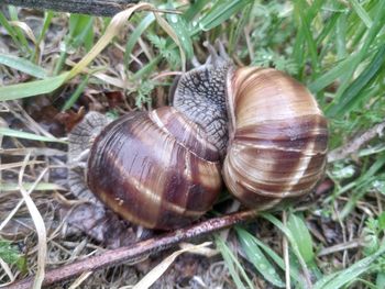 High angle view of snail on field
