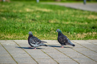 Close-up of pigeons perching on footpath