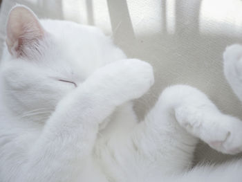 Close-up of cat covering mouth with paw