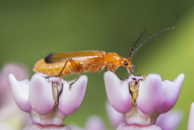 Close-up of insect on purple flower