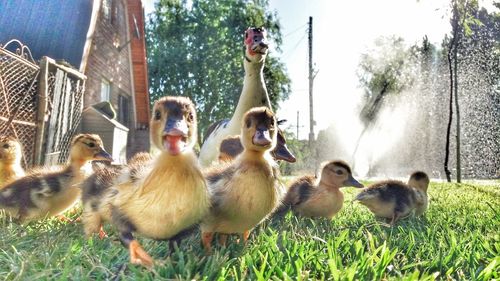 Ducks in a field