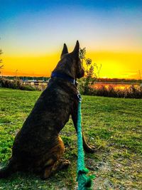 Dog on field against sky during sunset