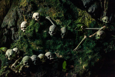 Human skulls in sulawesi 