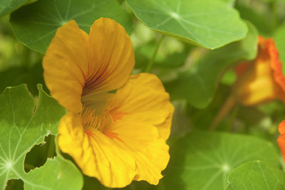 Close-up of yellow flower blooming outdoors