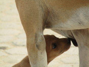 Close-up of a horse