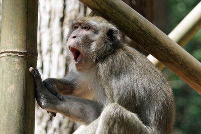 Close-up of monkey on tree