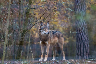 Wolf standing by plants in forest
