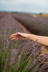 Close-up of hand on purple flowering plants on field