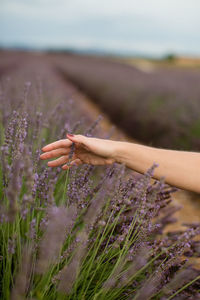 Close-up of hand on purple flowering plants on land