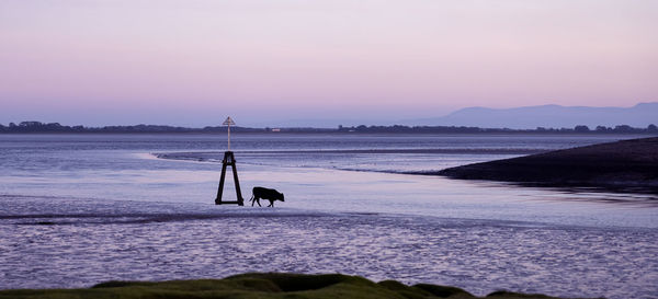 Silhouette man on beach against sky during sunset