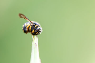 Close-up of insect on leaf