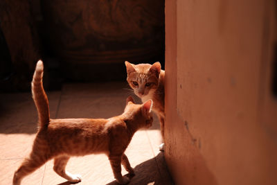 Portrait of a cat