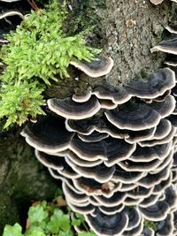 Close-up of mushroom growing on tree trunk