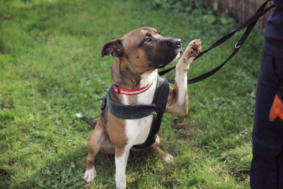 Close-up of dog sitting on grass