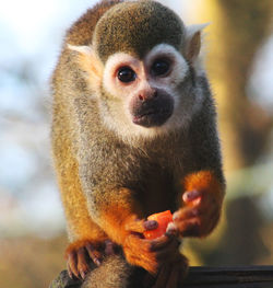 Close-up portrait of monkey