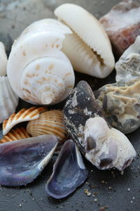 Close-up of shells