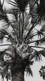 Low angle view of palm trees against sky