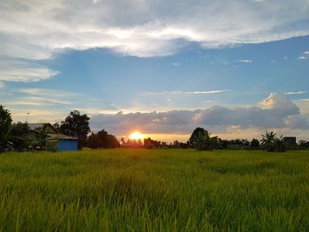 Scenic view of wheat field against sky at sunset