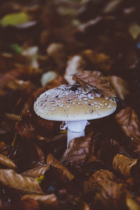 Close-up of mushroom growing on land