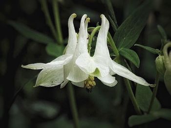 Close-up of white flowers