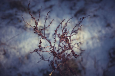 Close-up of dried plant