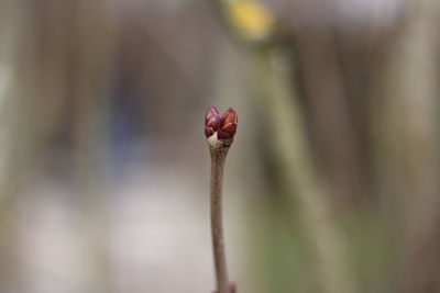 Close-up of pink flower bud