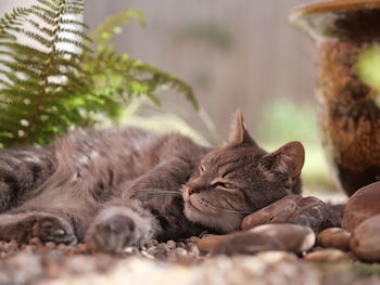 Close-up of a sleeping cat