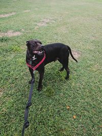 Black dog on field