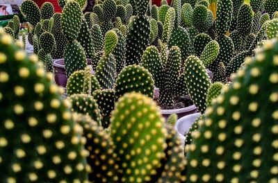 Close-up of succulent plant