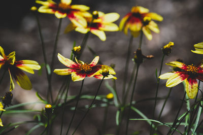 Close-up of yellow flowering plants