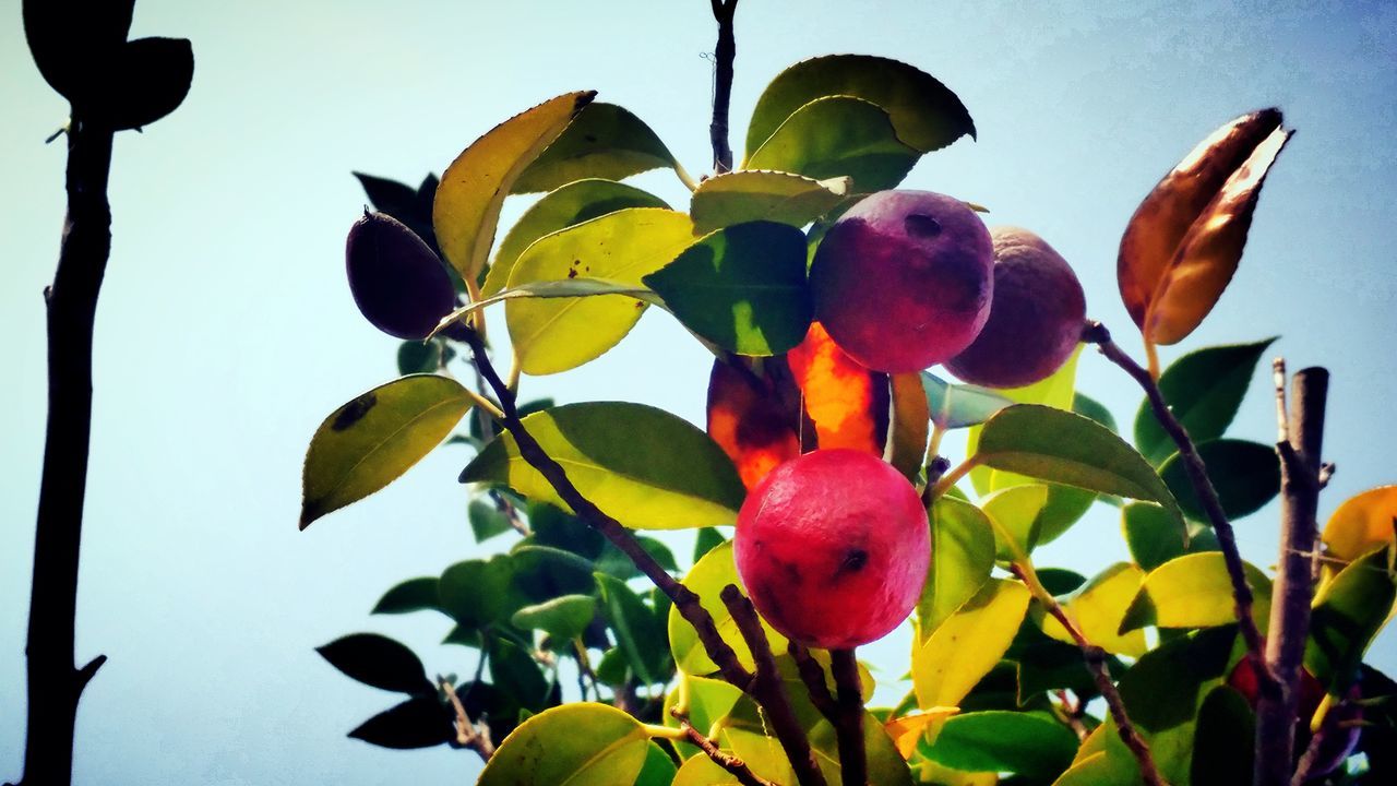 Common camellia