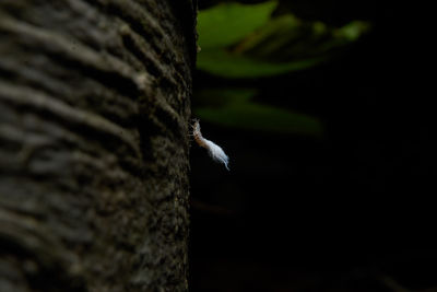 Close-up of bird perching on tree trunk