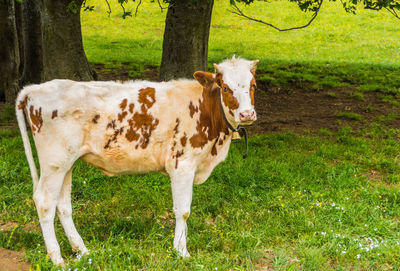 Cow standing in a field